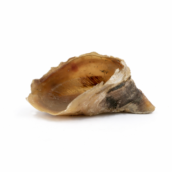 פרסת בקר מיובשת - האו מיאו 1 יחידות